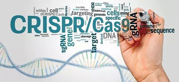 【科技早报】小鸣单车欠债总额达2000万；卫计委对基因编辑婴儿事件展开调查