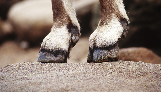 东乡羊的最后一公里