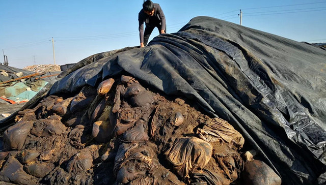 生态环境部,危险废物,台安县
