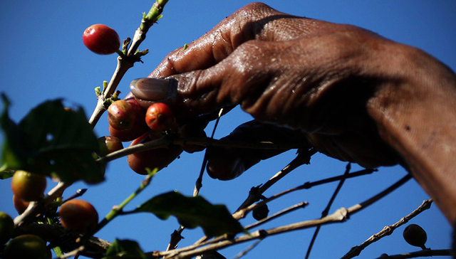 一生为谁？笼中麝香猫，咖啡豆的“生产机”