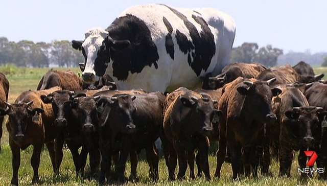 【天下奇闻】澳洲现两米巨牛差点破世界纪录 比萨塔被“扶正”但四千年内不会变直