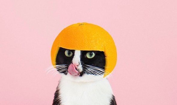 猫不是坏，是蠢