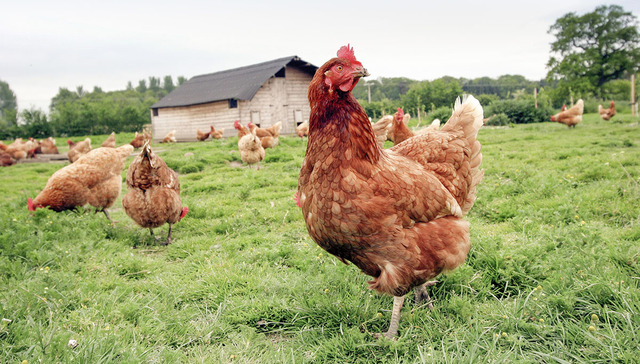 从神兽到脏话：鸡是如何一步步污化的？