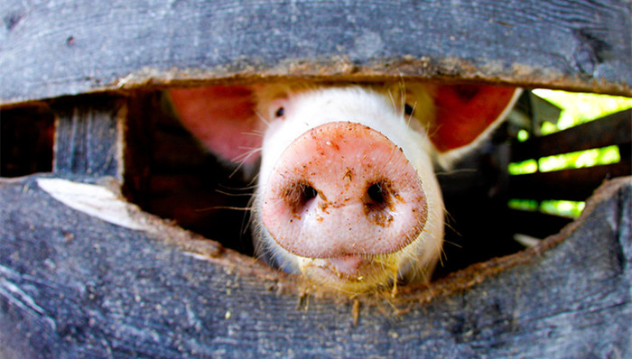 非洲猪瘟,农业农村部,陕西省