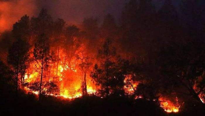 山火,1980年,加州人,美国国家科学院,美国总统,加州州长,燃料,坎普,Wildfire,CAL