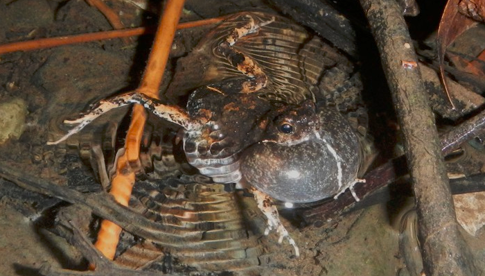 动物保护,城市,科学新知