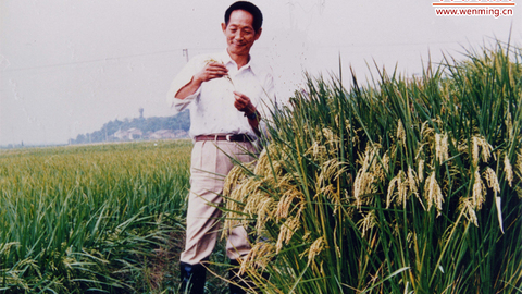 “杂交水稻之父”袁隆平：稻田里的拓荒者