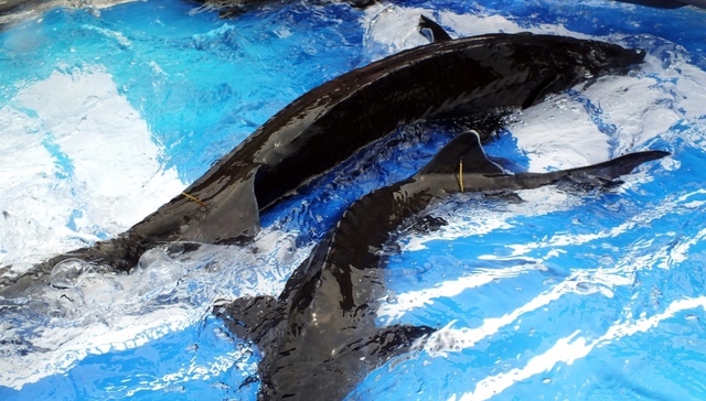 中华鲟,保护区,,国家一级保护动物