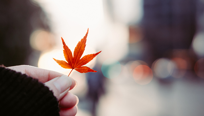 投资移民,1986年,项目,投资额度,爆款,2019年,再见,投资金额,魁北克省