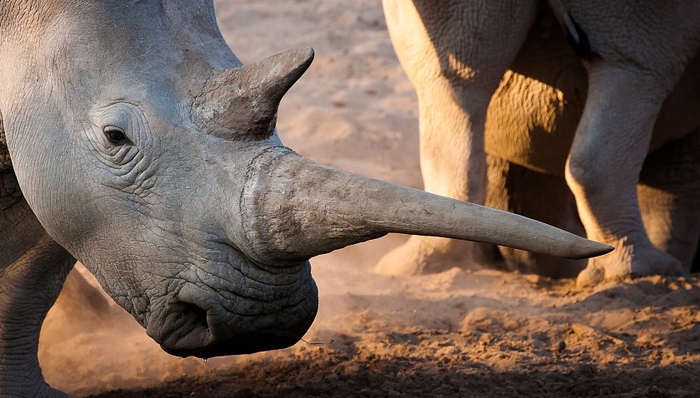 国家林草局,犀牛角,虎骨