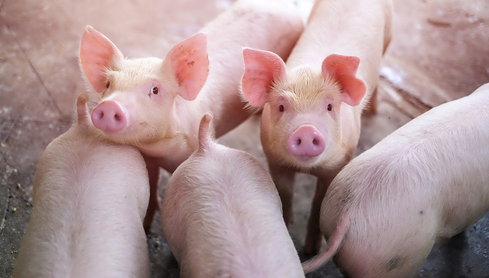 疫情,非洲猪瘟,农业农村,生猪,可控,无害化处理,流行病学调查,猪场,畜牧,解除封锁