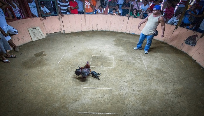 作为波多黎各经济支柱的斗鸡产业，正面临被禁止的危机