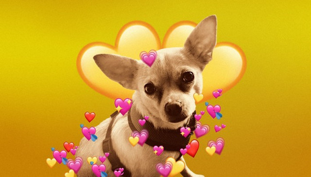 科学地讲，为什么我们看到萌宠就想撸？