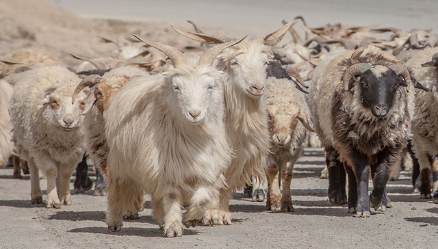 新西兰工签改革，保护本地人就业才是头等大事