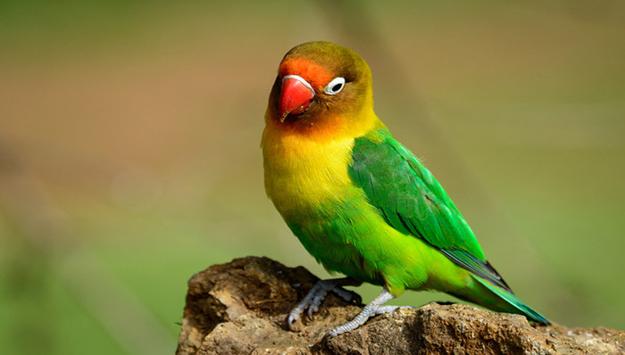 花鸟店,鹦鹉,野生动物
