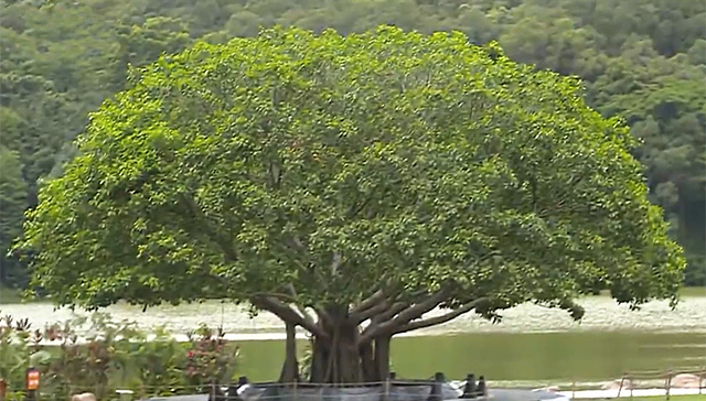 故事,续写,习近平,榕树,总书记,两棵高山榕,续写春天的故事,改革开放,视频,深圳仙湖植物园,传唱