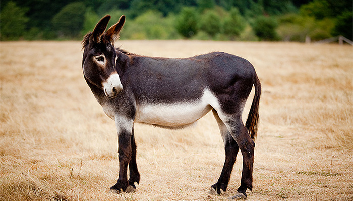 东阿阿胶,价值回归