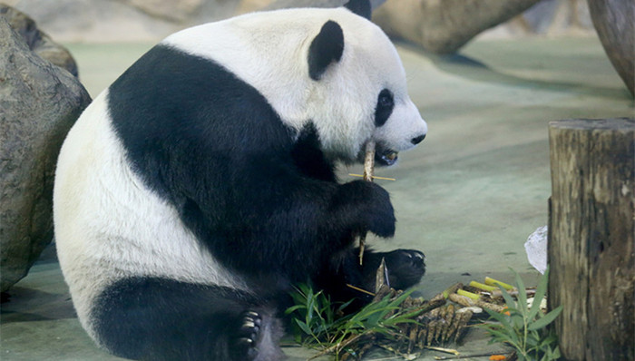 记者采访,人贩子,赠台大熊猫,网约车,张学友演唱会,教科书式耍赖,西南大学