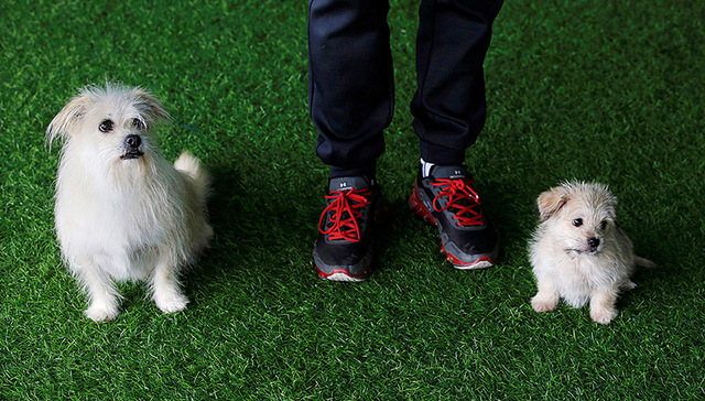 私人定制克隆宠物狗：长相可以复制，但灵魂呢？