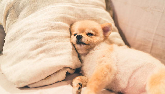 爱睡早床可能是天性使然， 越来越多的公司采取灵活办公时间