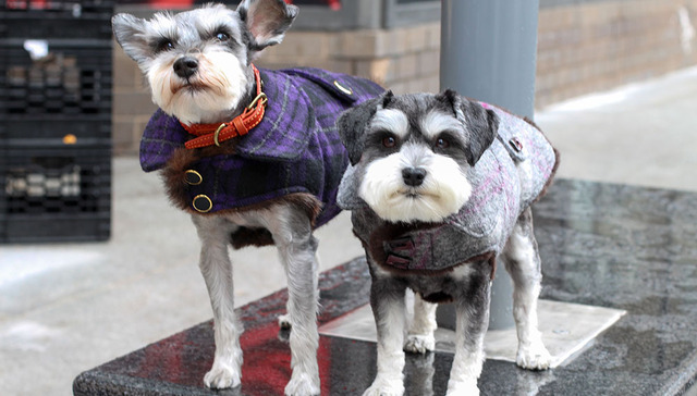 【时尚商业说】因为爱与孤独，他们常给宠物买衣服