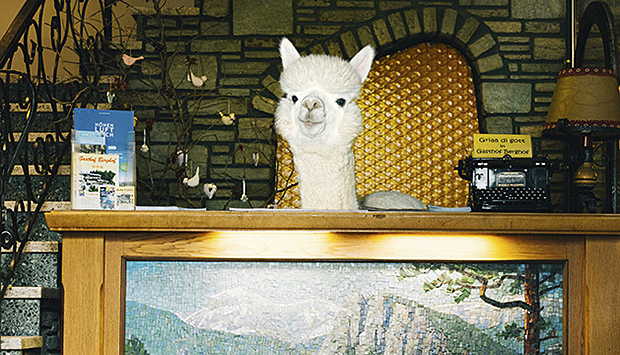 【一周影像资讯】媒体在使用非专业摄影时损失了什么？这里有一本2019羊驼日历