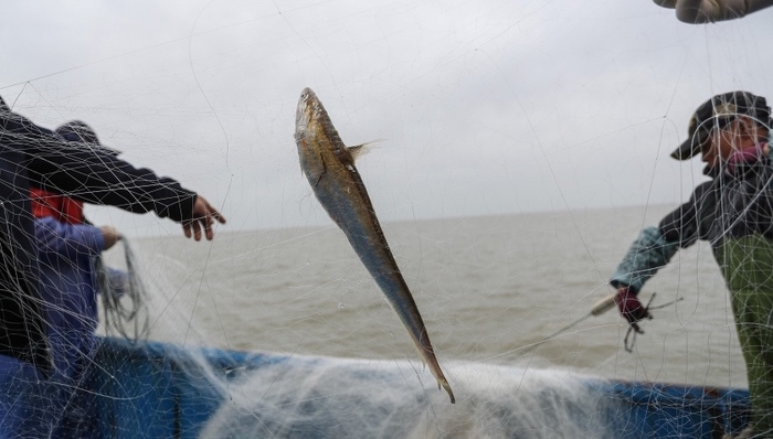 长江刀鱼,长江禁捕