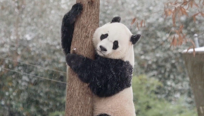 停摆,美国政府,熊猫,国家公园,垃圾,结婚