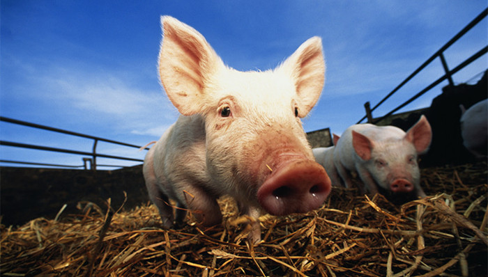 农业农村部,非洲猪瘟,国家工作人员