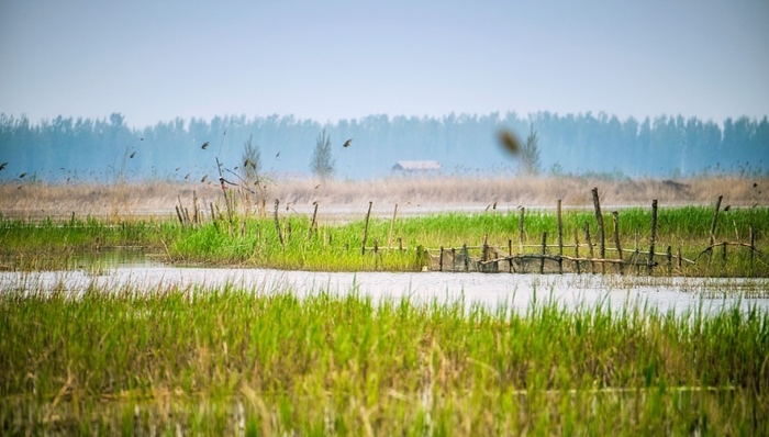 保护规划,生态环境治理,通知,湿地生态系统,水质功能,河北省委,白洋淀生态环境治理和保护规划,生态修