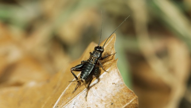蟋蟀,外交官,声波武器,图源,古巴,美国加州大学伯克利分校,美国科学家,斯塔布斯,林肯大学,纽约时报
