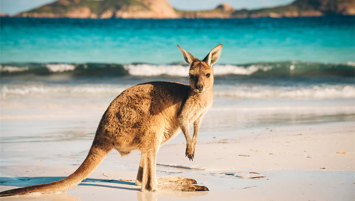 支付宝,尿布疹,Sponsorship,一键,澳洲移民,助产师,配额,get,魔法盒,上山下乡