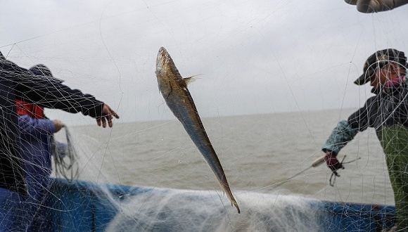 长江,禁捕,生态环境