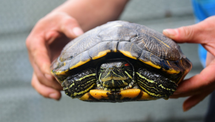 外来入侵物种,外来物种,外来生物入侵,物种入侵,外来入侵生物,猫草,外来入侵种,薇甘菊,天然分布,物