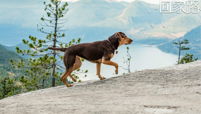 【个人意见】《一条狗的回家路》：小狗寻找主人的“奥德赛”
