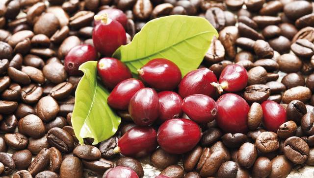 不喝咖啡会死星人慌不慌？60%咖啡树品种有灭绝风险