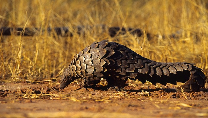 环保组织建议：将穿山甲保护等级升至一级