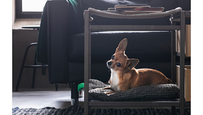 生活美学清单 | 9012了，你还不知道如何讨主子们欢心吗？