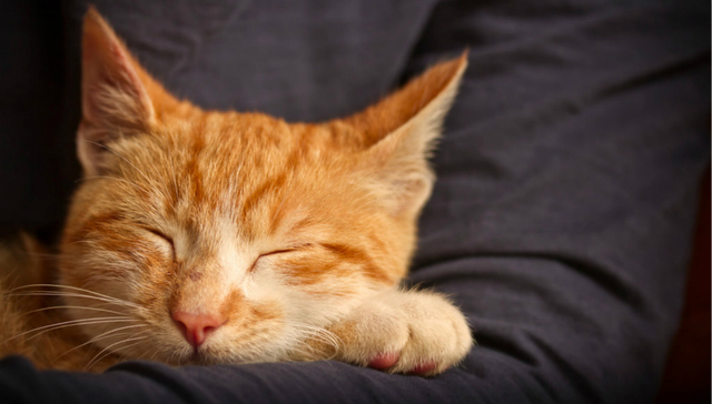 老龄化,宠物经济,云养猫,撸猫简史