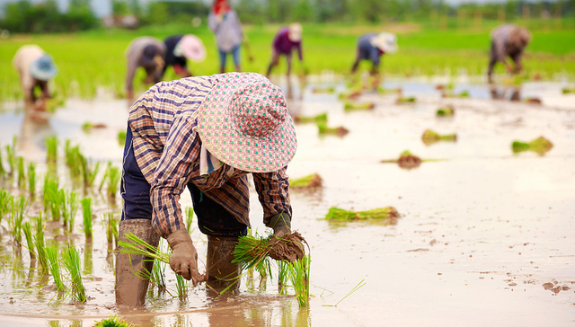 上海两会,振兴乡村,委员,建议,农民,转型