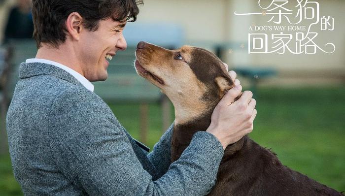 使命,狗狗,上映,一条狗的回家路,影片,一条狗的使命,狗片,观众,电影,狗年