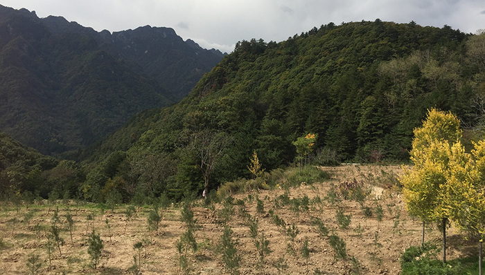 高尔夫球场,名山,别墅群,别墅建筑,违建,抚松县,高尔夫球巡回赛,成绩单,央视新闻,图片来源