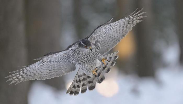 朝鲜为人知,亚洲社会