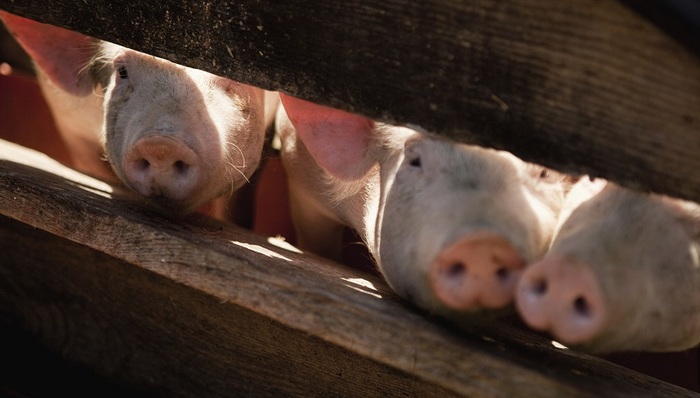雏鹰农牧,饿死,巨亏