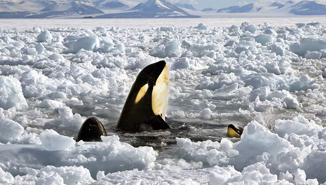 为何海豹、鲸鱼和企鹅喜欢生活在寒冷的流域
