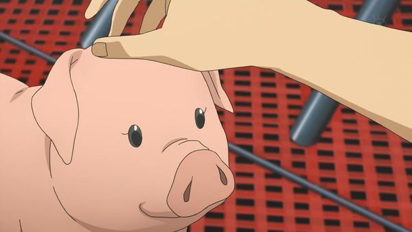 猪年一开始，我们和几只“猪”聊了聊人设