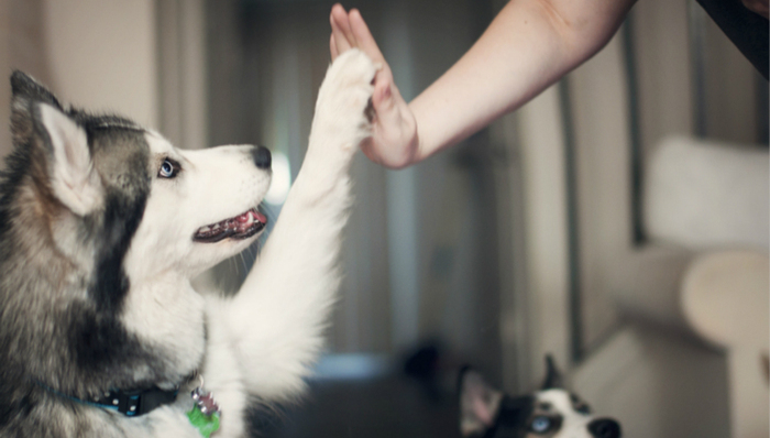 千亿宠物市场规模背后，也许隐藏着下一个独角兽