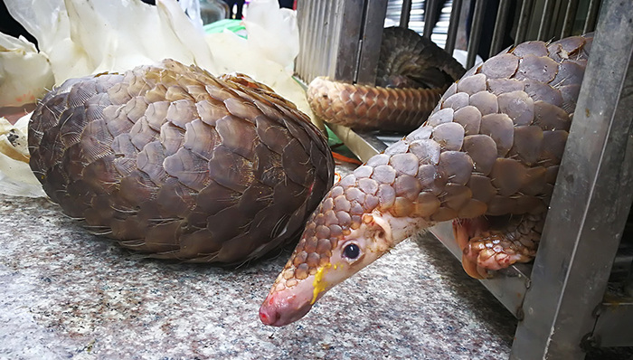 海关总署,行政复议,,穿山甲