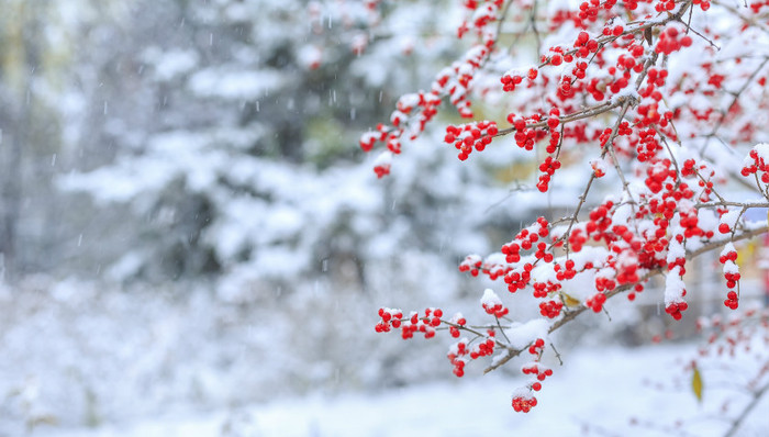 大部,降雨日数,降雪天气,偏北风,贵州东南部,出行,初二,西北地区东部,局地,气温