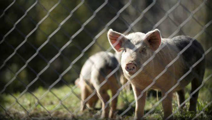 生肖,猪,进化史